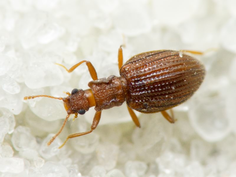 Stephostethus angusticollis (Gyllenhal, 1827)